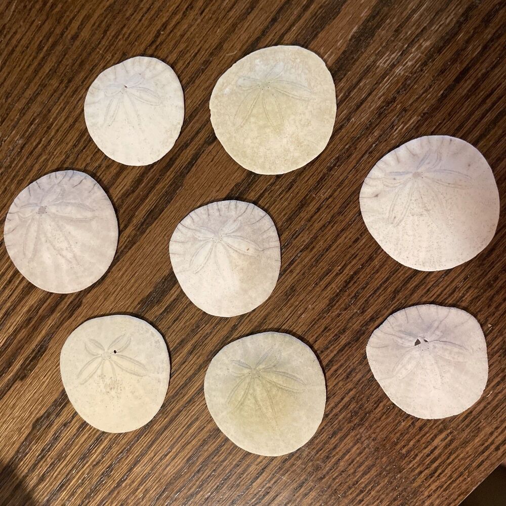 Sand Dollars Lot Of 8 Pacific Ocean Coast Seashell  2” Approx.